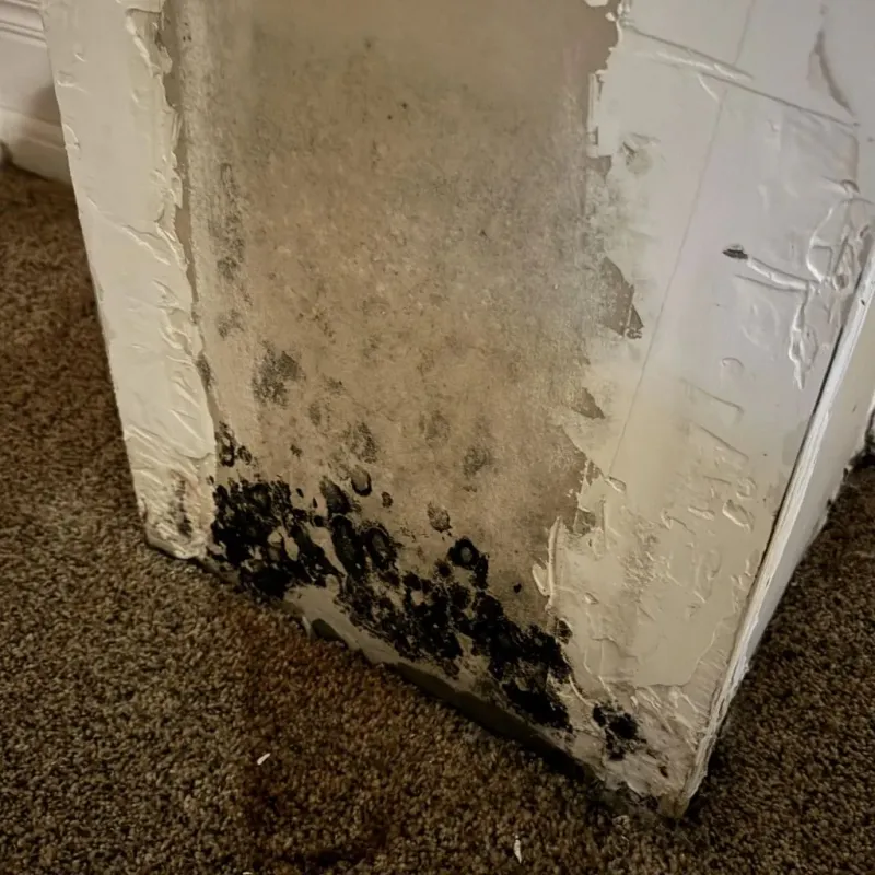 Professional Mold Removal in North Salt Lake, UT